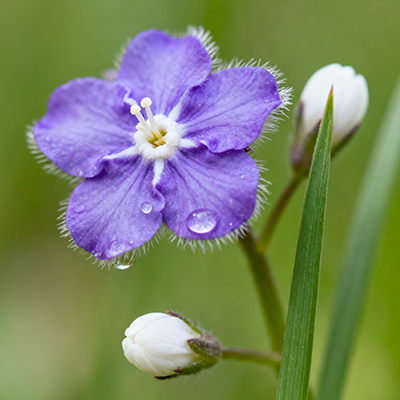 《腊梅凝香敬长辈，元旦传情：感恩岁月相伴，愿新年安康常伴》