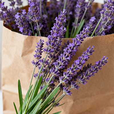 《通勤带支小玫瑰，给工作日添点小惊喜》