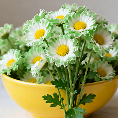 《独自宅家插洋甘菊，独处时刻也有暖意》